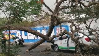 Debido a fuertes vientos árbol de diez metros cayó sobre un taxi en Cuernavaca 