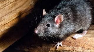Contingencia sanitaria a vuelto a ratas más agresivas, busca...