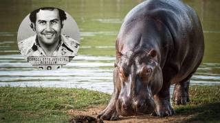 Colombia aplicará la eutanasia a 80 hipopótamos de Pabl...