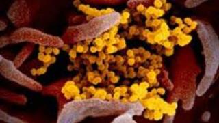 Entre 5 y 7 días periodo de incubación de SAR CoV2