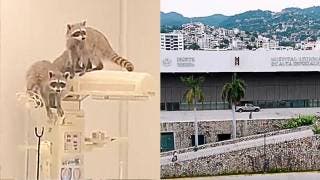 VIDEO | Mapaches aparecen en quirófanos de hospital del ISSS...