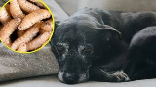 Gusano barrenador: ¿Qué es?, cómo afecta a tus mascotas y có...