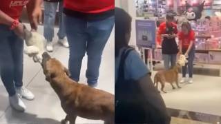 VIDEO: Perrito “roba” peluche en tienda y clientes hacen ‘co...