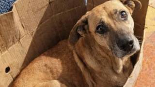 ¿Educación o crueldad? Desata indignación muerte de per...