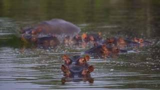 Hipopótamos de Pablo Escobar: Colombia activa eutanasia...