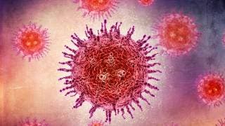 ¿Riesgo para México? OMS evalúa brote del virus Nipah t...