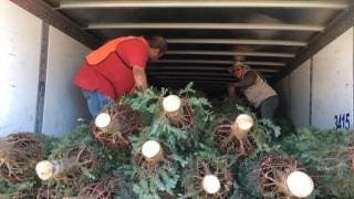 Decomisan pinos de Navidad de EU que ten 2