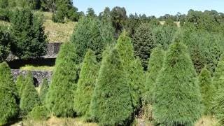 ¿Árbol natural o artificial? Cómo elegir la mejor opción par...