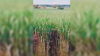 Fijan en $13 mil 750 tonelada de caña de azúcar