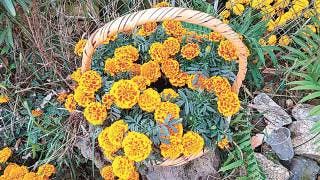 'Pega' pandemia a producción de flor de cempasúchi...