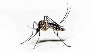 Reportan 52 casos de dengue con signos d 2
