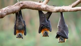 Por temor a contagio de coronavirus queman murciélagos
