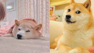 Fallece Kabosu, la perra shiba inu que inspiró el meme...