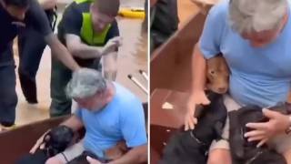 Hombre arriesga su vida para salvar a 4 perritos durant...