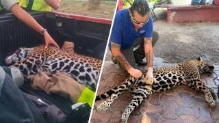 Atropellan en Cancún a jaguar embarazada y muere con su...