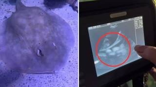 VIDEO: ¿Un tiburón embarazó a una mantarraya? ¿Tendrá c...