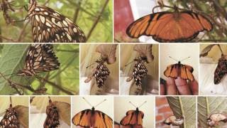  Invitan a fotografiar plantas y animales en Morelos