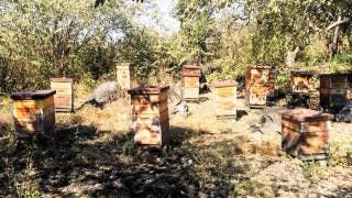 Apoyan a apiarios en Áreas Naturales Pro 2