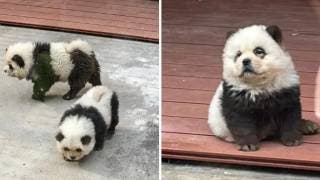 VIDEO: Zoológico en China hace pasar a perros por panda...