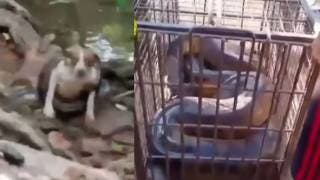 Bomberos rescatan a una perrita de una anaconda de seis...