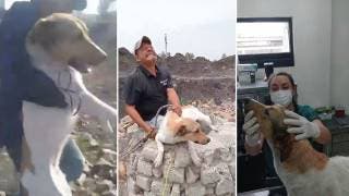 VIDEO: Rescatan a perrito arrojado por jóvenes a un poz...