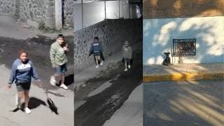 Pareja abandona a perro en Cuernavaca; animal pasó la noche amarrado a un medidor