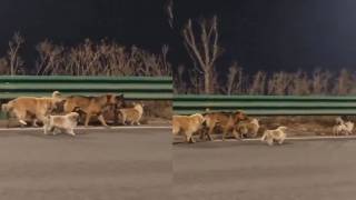 ¡Increíble! 7 perros robados en China escapan, recorren...
