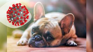 Detectan canes COVID