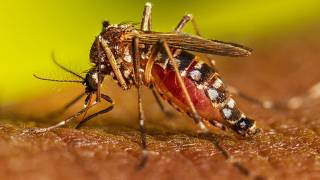 La peor temporada de dengue en la historia de América p...