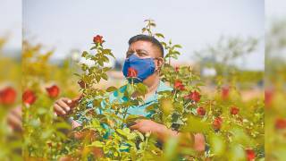 Produce Morelos 300 variedades de rosa 2