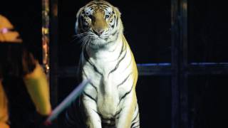 VIDEO | Tigre salta hacia las gradas tras fallo de segu...