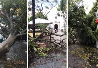 VIDEOS | Colapsan al menos 6 árboles tras fuerte viento en Cuernavaca