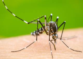 Estos municipios de Morelos tienen la mayor incidencia de casos de dengue