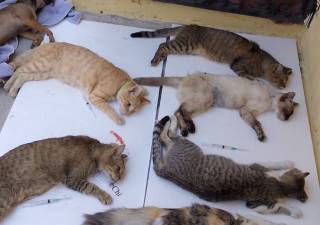 Logran en Xochitepec esterilizar a animales de la calle