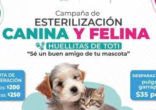 Llevarán a cabo en Xochitepec jornada de esterilización