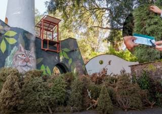 Canjea tu Árbol de Navidad por pase al ‘zoo’