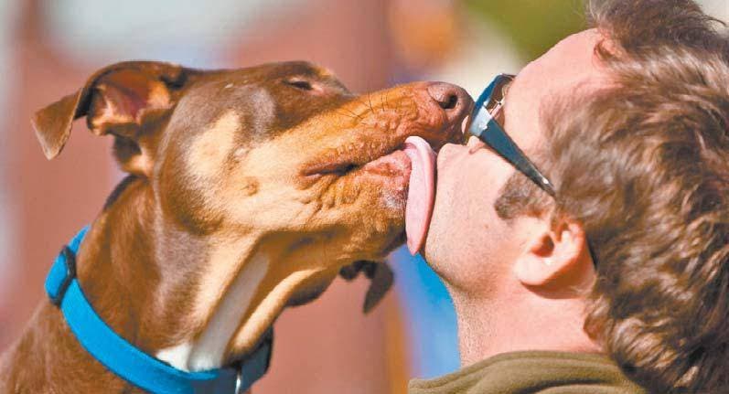 Decides. En última instancia, permitir que tu perro te lama el rostro depende de tu estado de salud y tu nivel de tolerancia al riesgos.