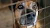 Video: Supuesto refugio para animales en realidad vendía carne de perro a taquerías