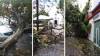 VIDEOS | Colapsan al menos 6 árboles tras fuerte viento e...