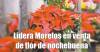 Lidera Morelos en venta de flor de nochebuena 