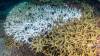 Crisis climática esta provocando blanqueamiento masivo de arrecifes de coral