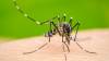 Estos municipios de Morelos tienen la mayor incidencia de casos de dengue