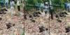 Monos aulladores caen muertos en arboles de Chiapas y Tabasco y causa preocupación 