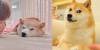Fallece Kabosu, la perra shiba inu que inspiró el meme Doge y la criptomoneda Dogecoin