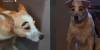 “Víctima de vandalismo” Perrito regresa a casa con cejas pintadas y se vuelve viral (Video) 