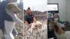 VIDEO: Rescatan a perrito arrojado por jóvenes a un pozo de 15 metros de profundidad