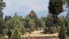 Invitan a adquirir pinos naturales en Morelos
