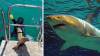 (Video) Tiburón ataca a niño de 8 años