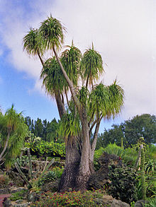 220px-Asparagaceae_-_Beaucarnea_recurvata_Miami_1.jpg