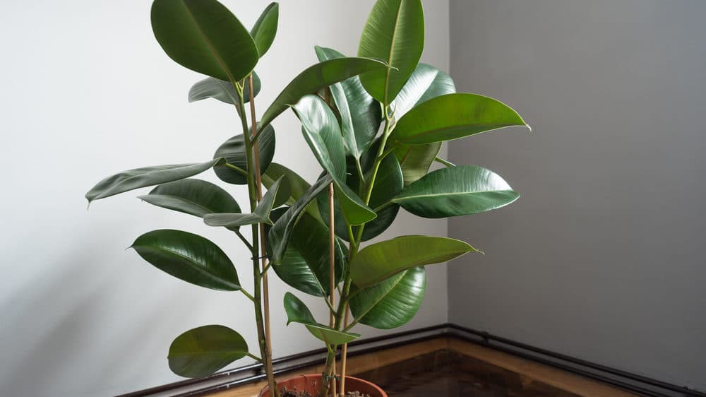 cropped-ficus-robusta-elastica.jpg